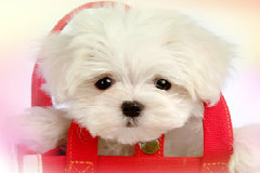 Big笑工坊：唐唐神吐槽 最强‘逗比’大赛